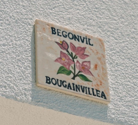 Begonvil