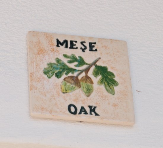 Meşe